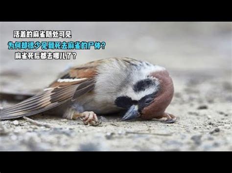 死雀風水